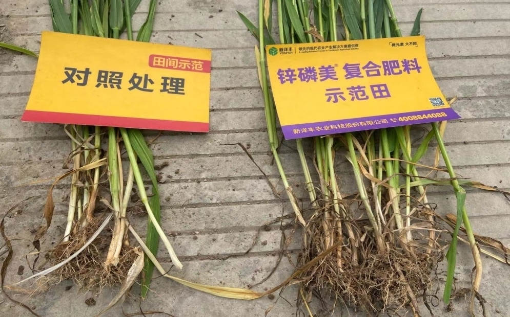 茎秆和根系对比：示范田根系更多， 且茎秆更粗壮.jpg