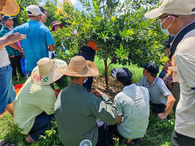 图片5 种植户学习整形修剪.jpg