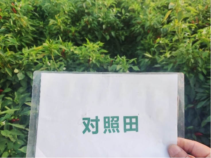 图片8，9月9日对照田辣椒长势_副本.jpg