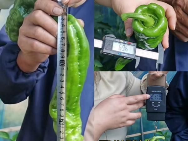 谢大哥1经过测量辣椒果长、径粗、重量足。.jpg