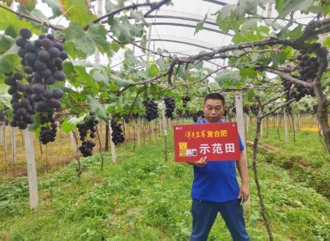 示范葡萄着色更早、着色更均匀.jpg