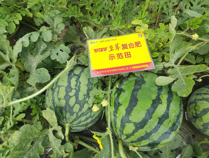 示范西瓜个头大、卖相好.jpg
