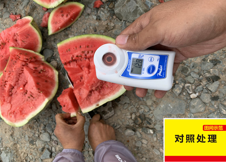 对照田西瓜在测糖分_副本.jpg