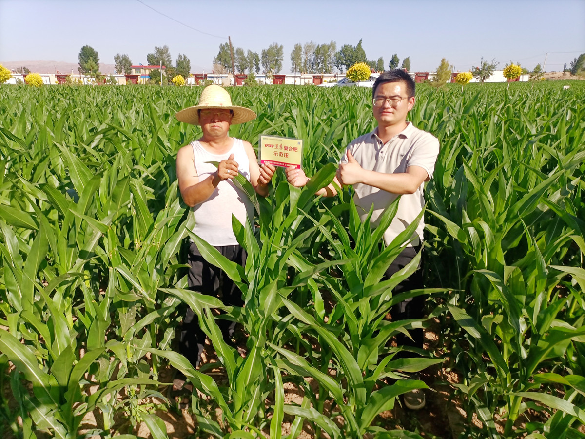yl6809永利农艺师（右）正在制种玉米田回访.jpg