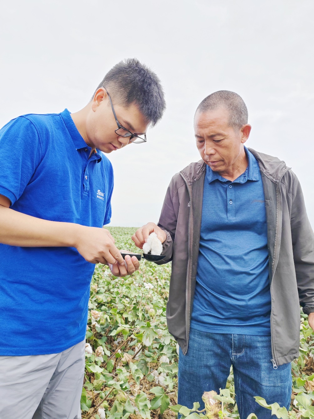 yl6809永利农艺师李春侨（左），在种植户陈克明（右）的棉田进行单铃测重，预估产量.jpg