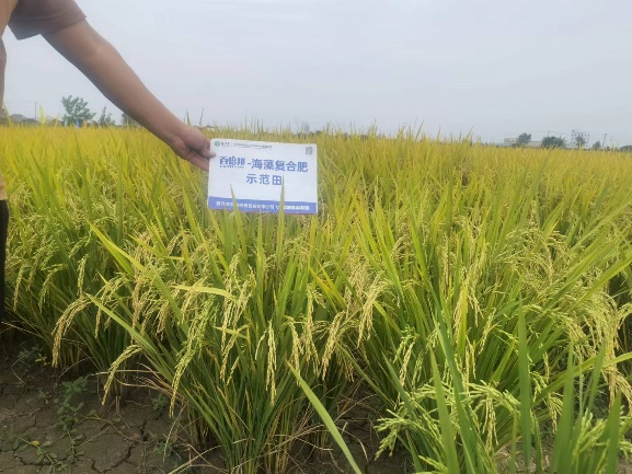 示范田虾稻整体长势.jpg