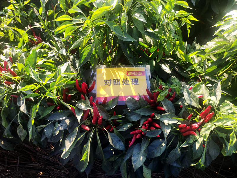 9月12日对照朝天椒嫩头多，椒果不均匀_副本.jpg